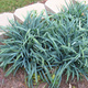 Turzyca sina Bunny Blue