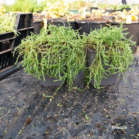 Rozchodnik ostry (C2)