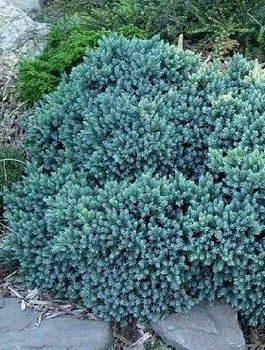 Jałowiec łuskowaty Blue Star niebieska gwiazda (C2)