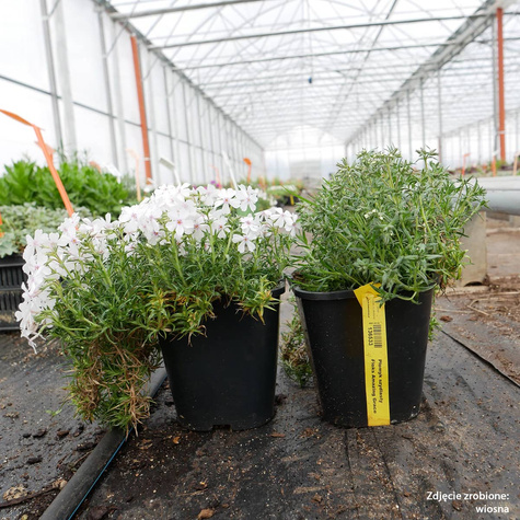 Płomyk szydlasty Floks Amazing Grace (C2)