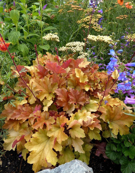 Żurawka ogrodowa Ginger Peach (C2)