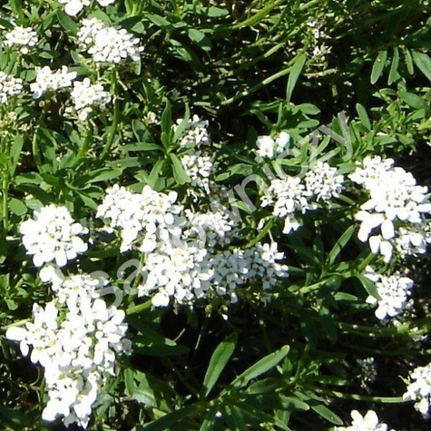 Ubiorek gorzki Iberis 2g