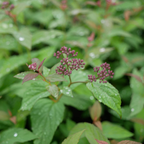 Tawuła japońska 'Zigeunerblut' (C2)