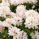 Rododendron Różanecznik biały (C2)