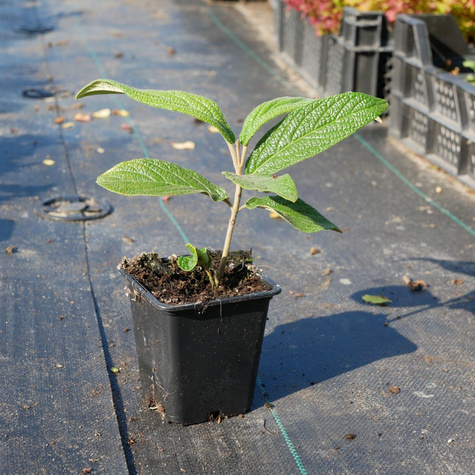 Kalina sztywnolistna zimozielona (P9)