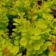 Berberys Thunberga Yellow Bird (C2)