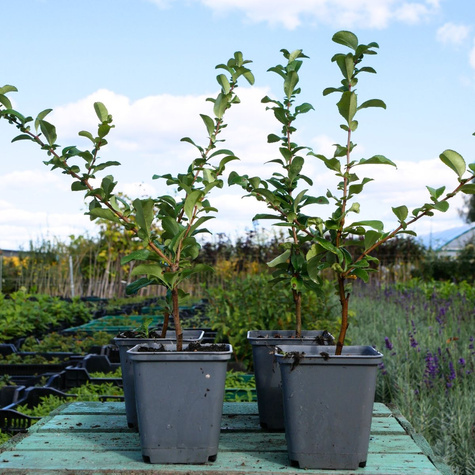 Pigwowiec pośredni Salmon Horizon (P9)