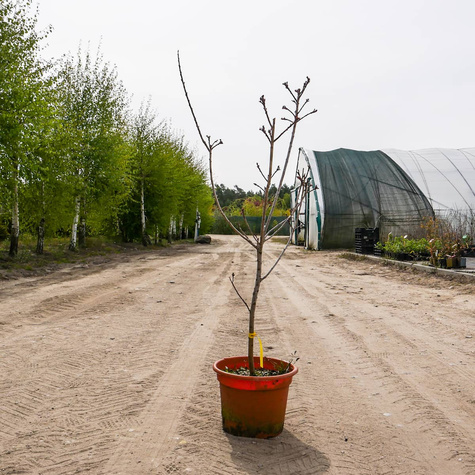 Perukowiec podolski (C2)