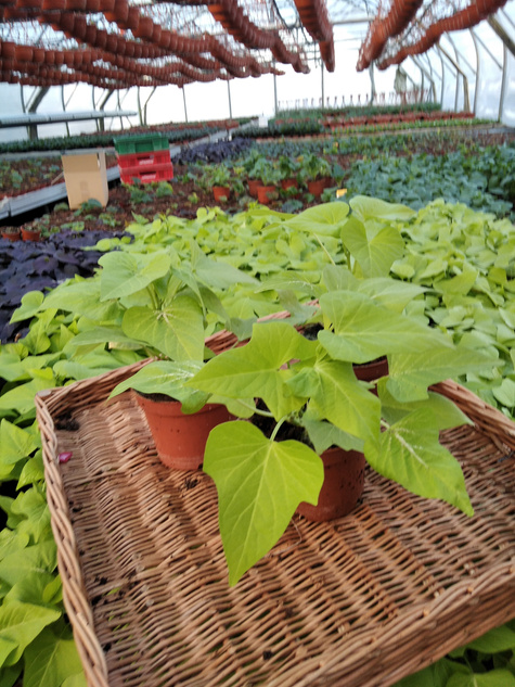 Wilec Impomea limonkowa Pnącze Wilec ziemniaczany Słodki ziemniak Ipomea