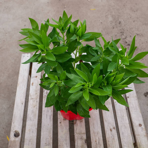 Alstroemeria Valley Girl Lilia inków