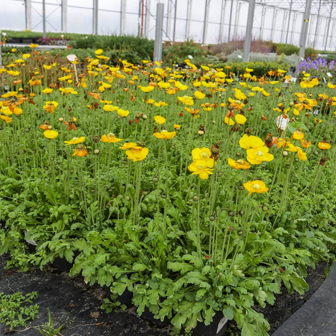 Mak syberyjski Pop-up Yellow (C2)