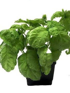 Bazylia sałatowa 1g