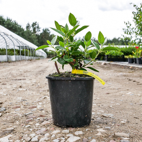 Kalina wawrzynowata (C2)