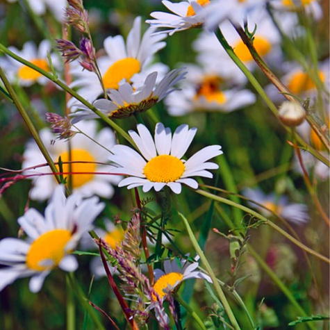 Przymiotno ogrodowe 0,2g