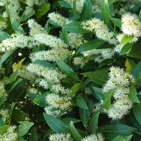 Laurowiśnia wschodnia (C2)