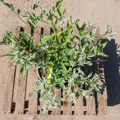 Bez czarny Pulverulenta