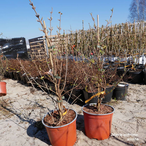 Kalina japońska Kilimandjaro (C2)