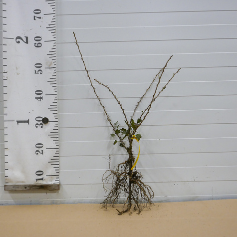 Agrest czerwony Krasnosłowiański Plant Pack