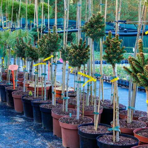 Świerk pospolity Gold Nugget (Aurea) szczepiony Pa40