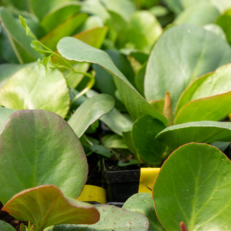 Bergenia sercowata (C2)