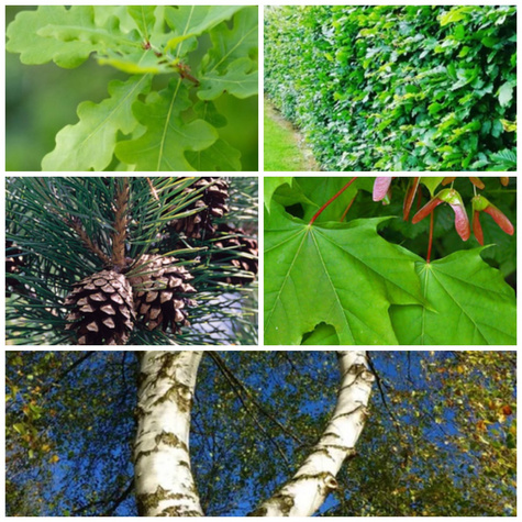Zestaw Edukacyjny Do Nauki i Obserwacji Plant Pack