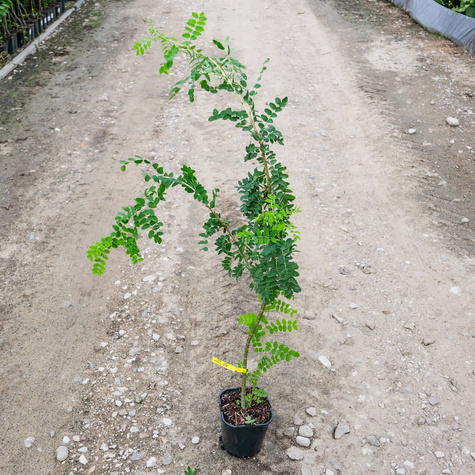 Karagana syberyjska Miododajna (C2)