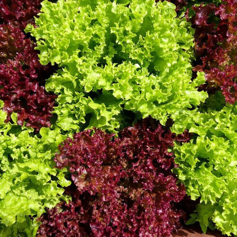 Sałata liściowa Lollo Rossa całoroczna 0,5g