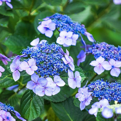 Hortensja piłkowana Bluebird (C2)
