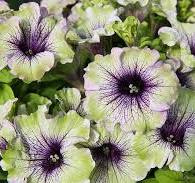 Surfinia Amazonas Plum Cockatoo limonkowo-biała z fioletowym środkiem NOWOŚĆ