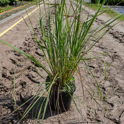 Palczatka miotlasta (C2)