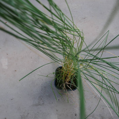 Piaskownica Zwyczajna (C2)