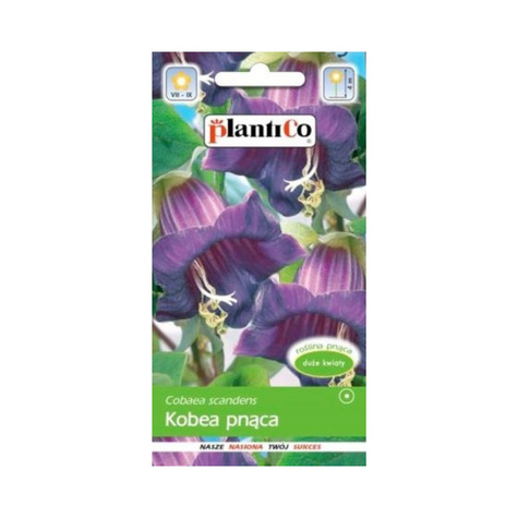 Kobea pnąca fioletowa 0,5g