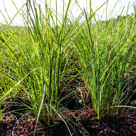 Miskant chiński Flamingo (C2)