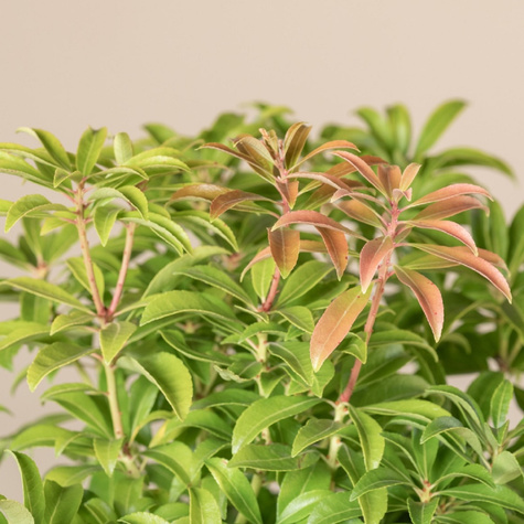 Pieris japoński Prelude (P9)