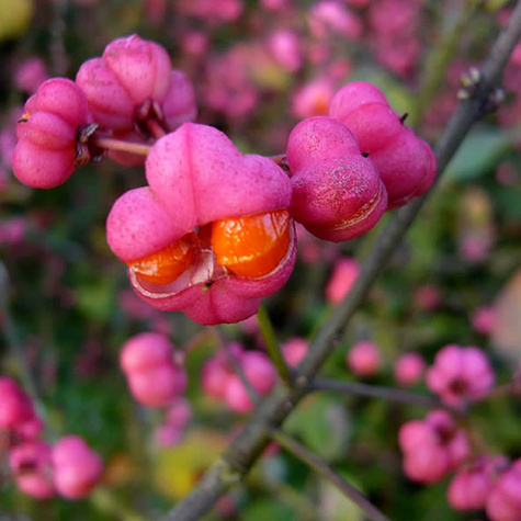 Trzmielina miododajna (C2)