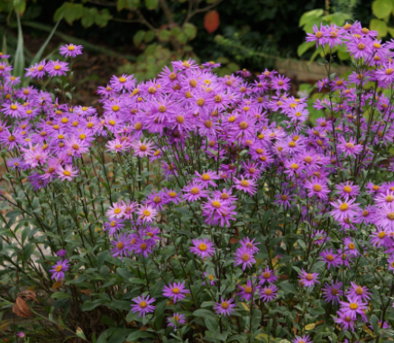 Aster gawędka Brilliant fioletowy