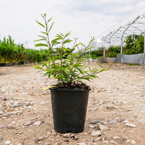 Kalliandra Dixie Pink (C2)