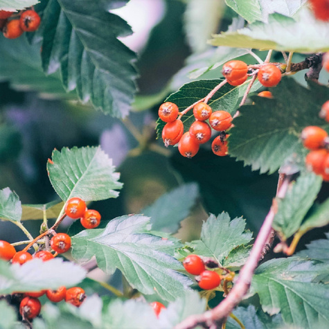 Jarząb turyński Fastigiata Pa100