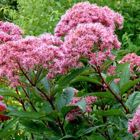 Sadziec dęty Baby Joe (C2)