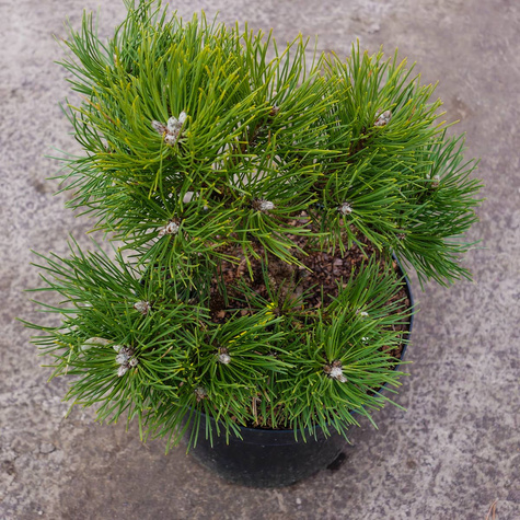 Sosna czarna Borovany szczepiona NP