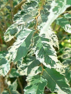 Wiąz polny Argenteovariegata na pniu