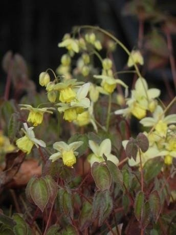 Epimedium pstre Sulphureum (C2)