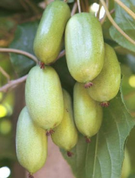 MINI KIWI Aktinidia Ostrolistna Jumbo Żeńska zielona (C2)