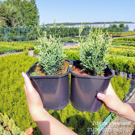 Cyprysik lawsona White Spot (P9)