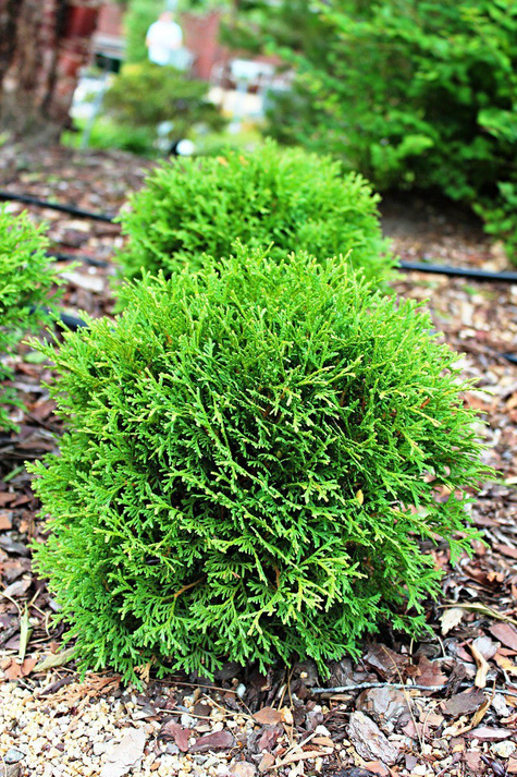 Żywotnik zachodni Tuja Thuja Tiny Tim (C2)