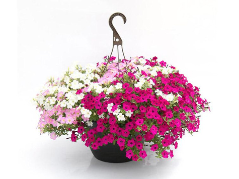 Surfinia różowa Itsy Magenta