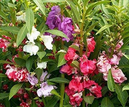 Niecierpek balsamina mieszanka 1g Plantico