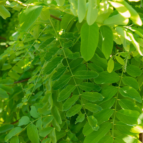Robinia Akacjowa Akacja Złota Frisia na pniu (Pa 140, obw. 6/10cm, H-200/220)