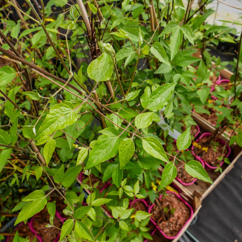 Powojnik Clematis wielkokwiatowy Danuta (C2)