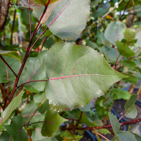 Topola amerykańska obw. 10-14cm C20